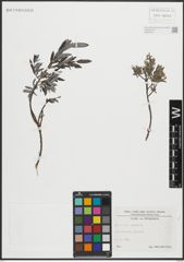 Foto von Salix repens L.
